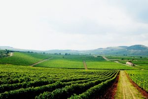 Betsek Vineyard