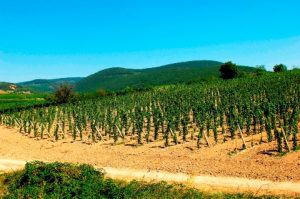 Szent Tamás Vineyard - new plantation