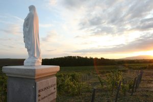 Boldogságos vineyard at Eger