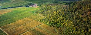 Dobogó (Platform) Vineyard