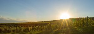 Summer in Vylyan's vineyards