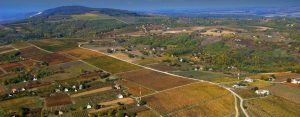 Városhegy (City Hill) Vineyard