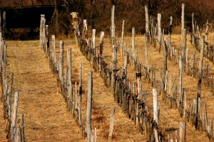 Thurzó vineyard